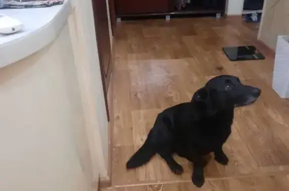 Пропала собака, Ленинский пр., 21, Воронеж