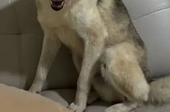 Найдена собака, Санкт-Петербург, фото: Собака найдена на ул. Димитрова, СПб