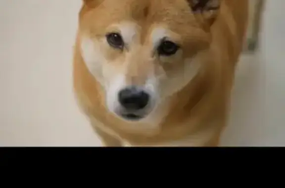 Найдена собака, Ярославль, фото: Собака найдена у школы 57, Клубная ул.