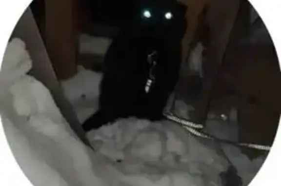 Кот найден около Нартова 29, Н...