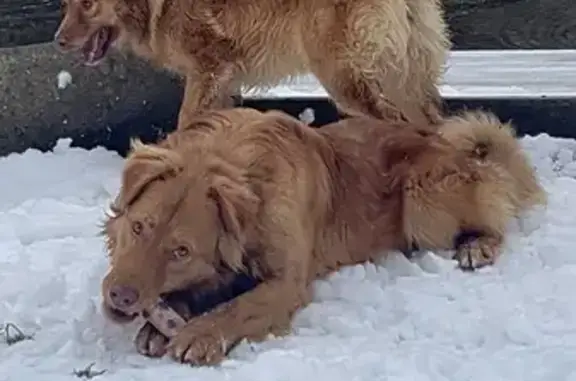 Пропала собака на Аллее Смелых, Калининград