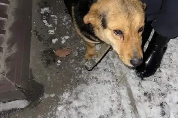 Найдена собака, Пенза, фото: Собака найдена: ул. Куприна, Пенза