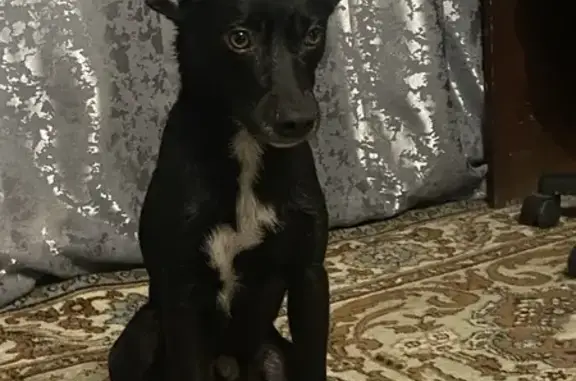 Пропала собака Пуч в Плеханово, Тула