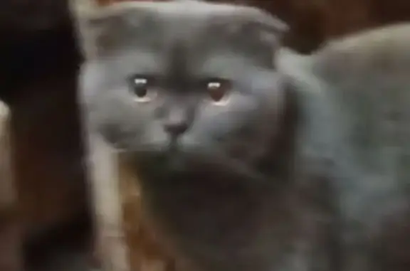 Пропала кошка, Ново-Карьерная, Якутск