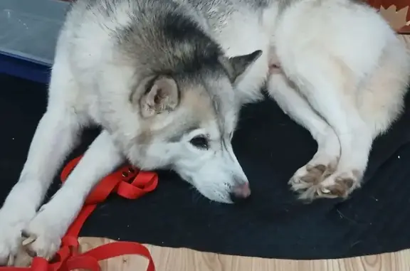 Найдена собака, Уфа, фото: Хаски найден в Уфе, Башкортостан