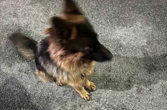 Найдена собака, Калининград, фото: Овчарка найдена на Советском пр., 242