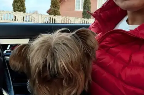 Найдена собака, Калининград, фото: Йоркширский терьер найден, Тихоокеанская 2