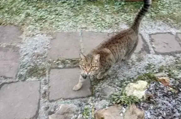 Объявления о пропавших и найденных животных, Чехов, фото: Крупный кот найден в Московской области