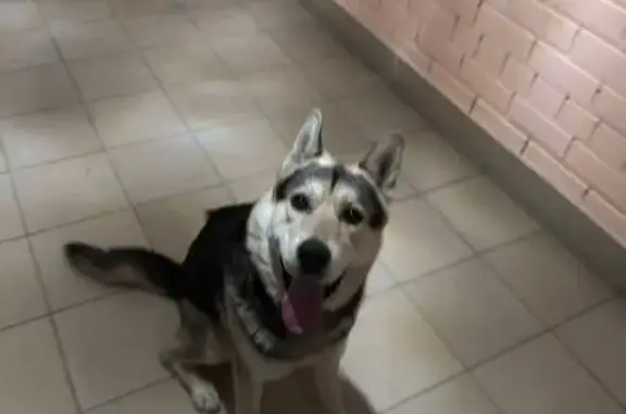 Найдена собака, Тюмень, фото: Собака найдена, Суходольская 12, Тюмень