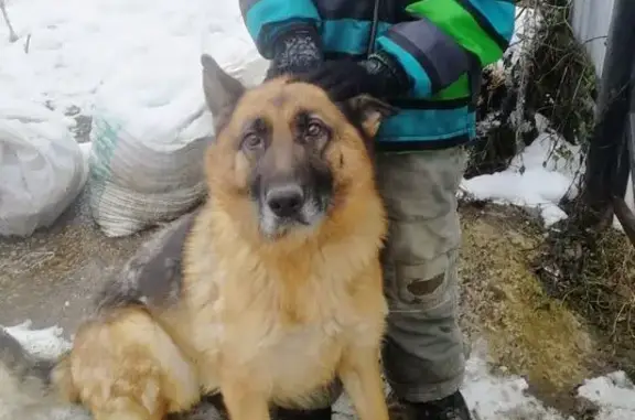 Пропала собака, 33-я линия, Воскресенка