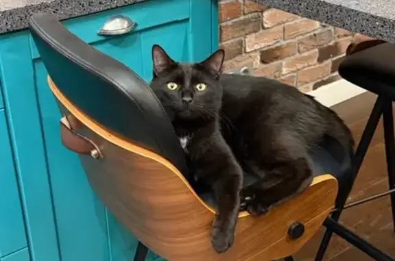 Пропал кот, Дедовск, МО