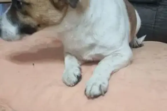 Найдена собака, Щёлково, фото: Найден джек-рассел, ул. Стефановского, 1