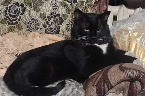 Пропала кошка, Журавлёва 68, Чита