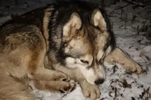 Найдена собака, Липецк, фото: Собака найдена на ул. Ковалёва, Липецк