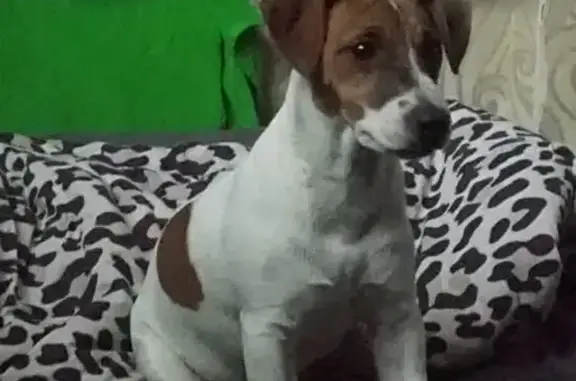 Пропала собака, Быковское шоссе 32