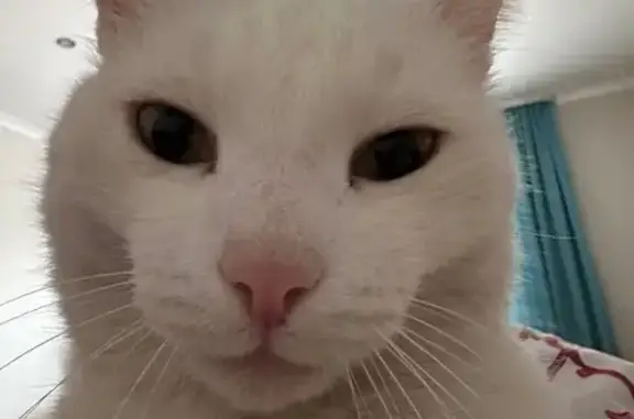 Пропала кошка, ул. Слюдянка 28, Новосибирск