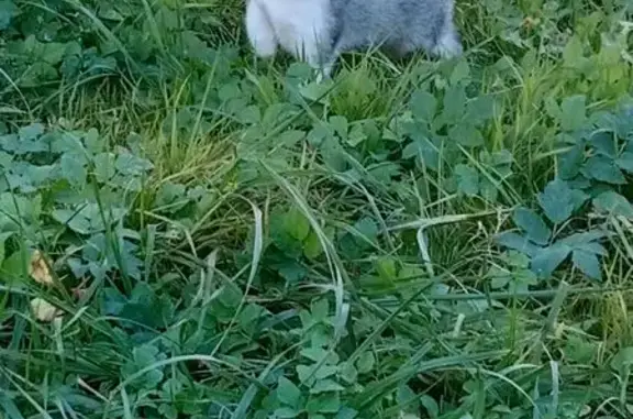 Пропала кошка, Транспортная ул., 42, Тверь