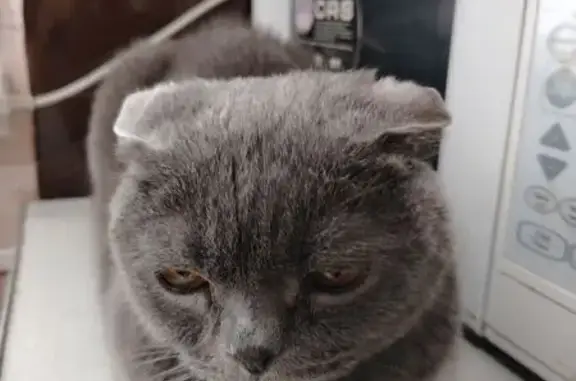 Серая кошка найдена, ул. Есени...