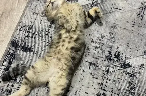 Пропала кошка, Прииртышная 27, Тара