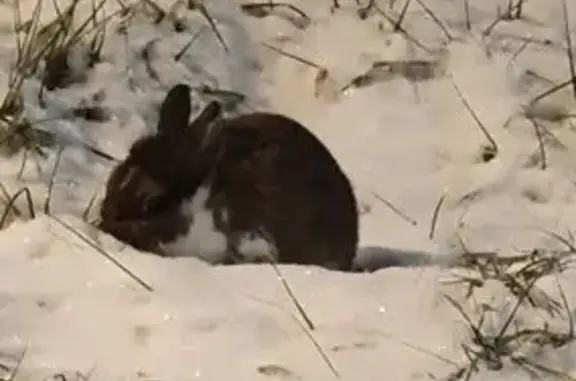 Найденные животные Москва, фото: Кролик на улице: Дегунинский проезд, Москва