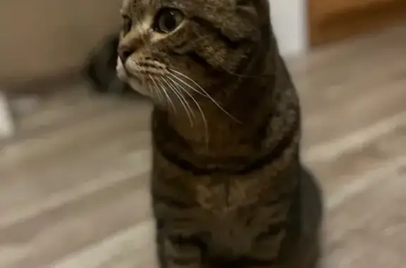 Трехшерстная кошка найдена на...