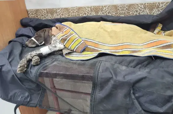 Найдена собака, Пятигорск, фото: Собака найдена на Пальмиро Тольятти, 307А