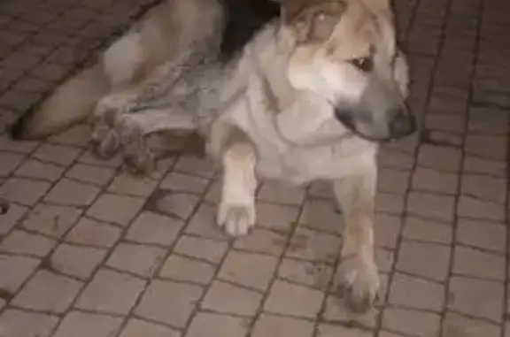 Найдена собака, Калининград, фото: Найдена собака на ул. Ефремова, Калининград