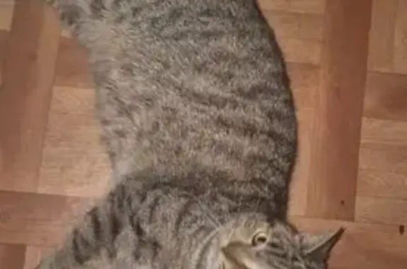 Кот найден: проспект Салавата...