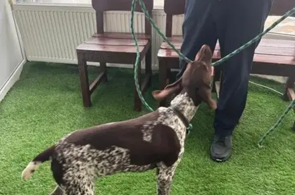 Найдена собака, Ставрополь, фото: Собака найдена: Ставрополь, Ставропольский край