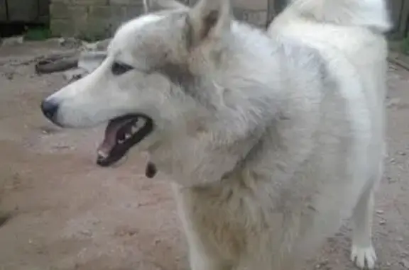 Пропала собака, Себежское с/п, Псковская обл.