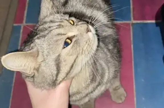 Кошка найдена: Адоратского 31,...