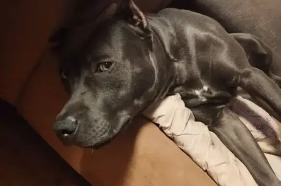 Собаки потеряшки, Красноярск, фото: Потеряшка собака, Беловежская ул., Красноярск