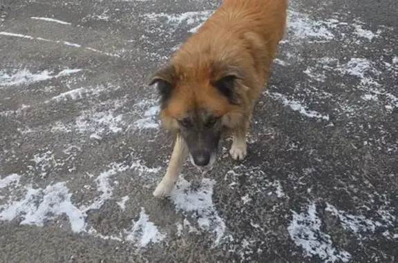 Найдена собака, Москва, фото: Рыжая собака найдена на 4-й Магистральной, 11