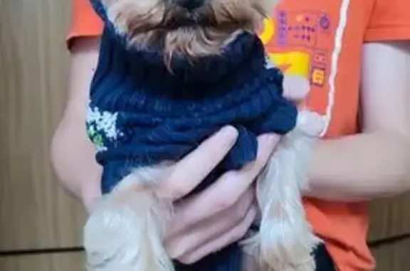 Найдена собака, Острогожск, фото: Йорк найден около Октябрьской, 160, Острогожск