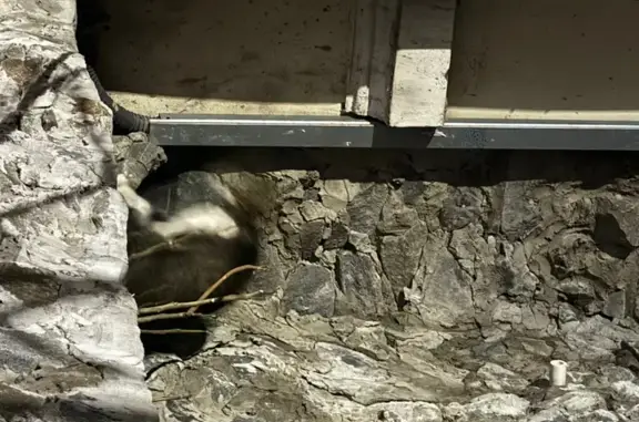 Найдена кошка, Ростов-на-Дону, фото: Кошка найдена на Семашко, 36, Ростов-на-Дону