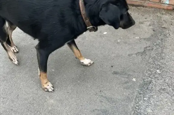 Найдена собака, Ростов-на-Дону, фото: Собака найдена на Королёва 14 к2, Ростов