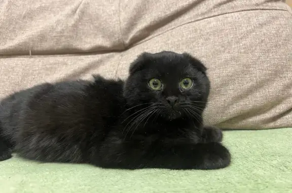 Найдена кошка, Москва, фото: Кошка найдена: Народного Ополчения, 28