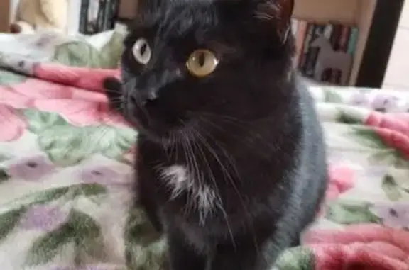 Пропала кошка, Кингисеппское шоссе, 5