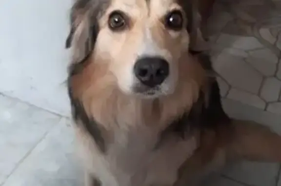 Пропала собака в Орехово-Зуево, ул. Урицкого