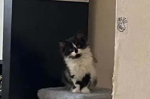 Пропала кошка, Прибалтийская 31/1, Екб