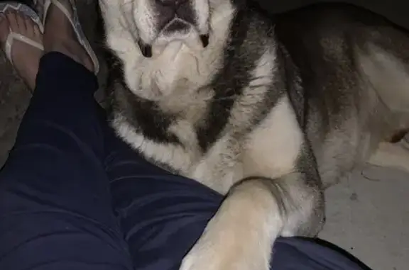 Пропала собака Боб, Серпухов, 2-й Северный, 5