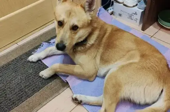 Найдена собака, Новосибирск, фото: Найдена собака на Боровая Партия, 18