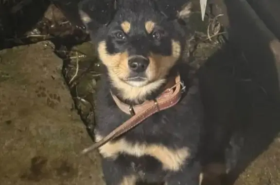 Найдена собака, Казань, фото: Собака найдена у Верного, Кремлёвская 2А