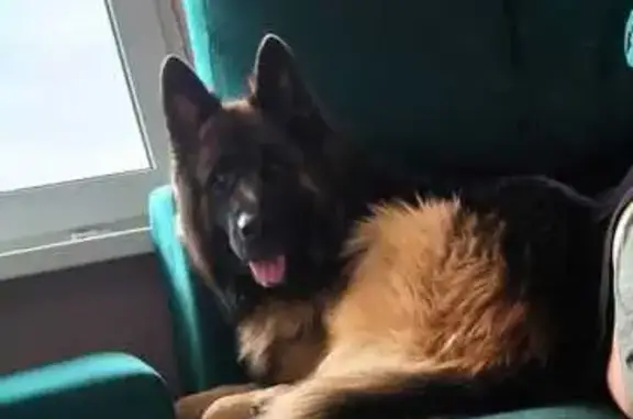 Найдена собака, Песчаный, фото: Найдена собака на Афинской, 38