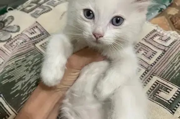 Пропал котёнок, Заводская ул. 25, Суровикино