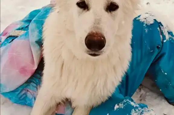 Пропала собака на Пищевой/Ленинский 14.12.25