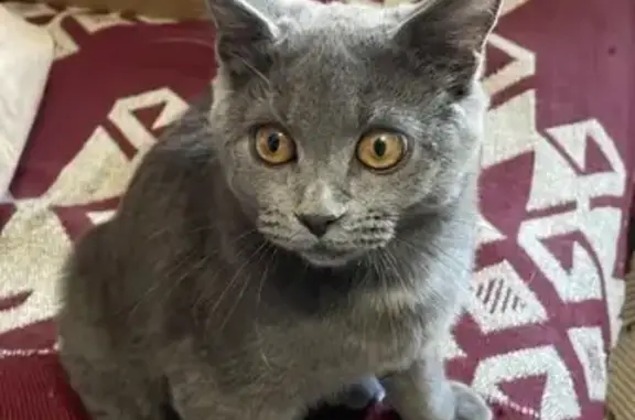 Пропала кошка, ул. Гагарина, 374, Михайловск