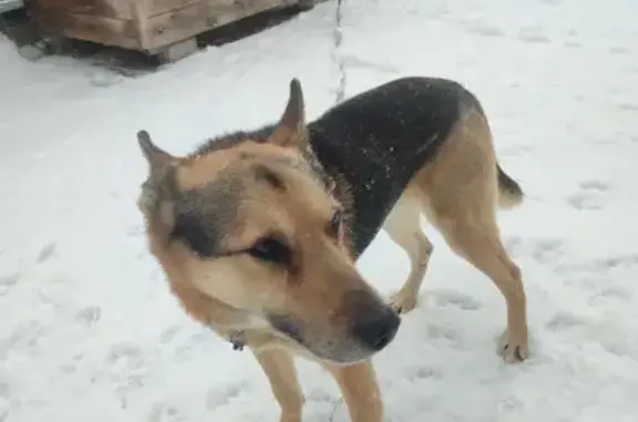 Пропала собака, Старо-Кирилловское ш., Вологда