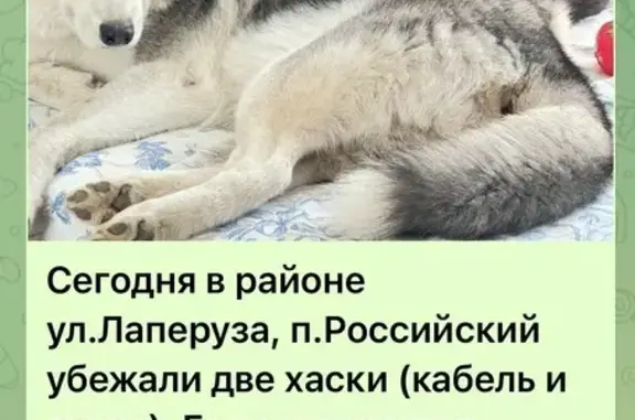 Пропала собака, Ласковая ул. Роз, Российский