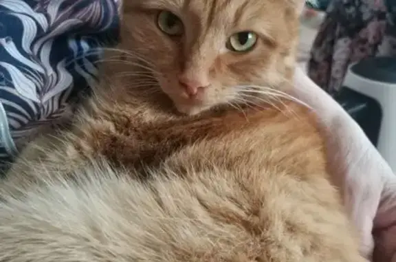 Пропала рыжая кошка, ул. Фрунзе, 33